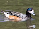 Chiloe Wigeon (WWT Slimbridge July 2013) - pic by Nigel Key